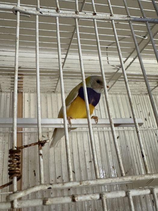 Diamantes gould