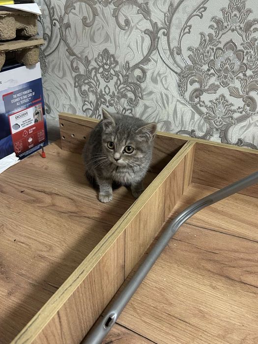 Віддам кошеня 2.5 місяці в добрі руки