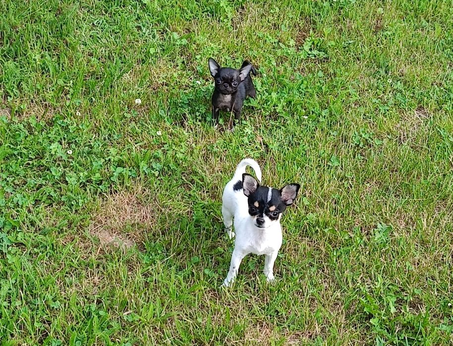 *** Gotowa Do Odbioru *** Śliczna Dziewczynka Chihuahua ***