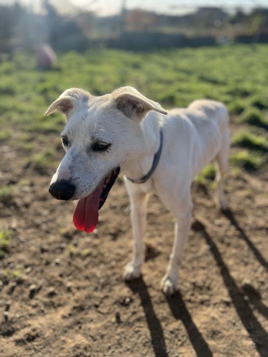 DODDY - cão para adoção responsável