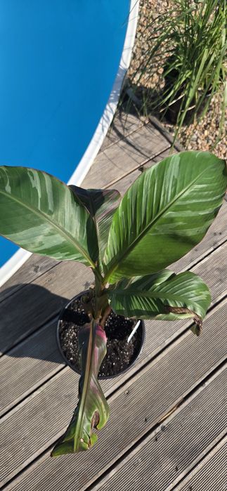Musa nono  bardzo ładny banan