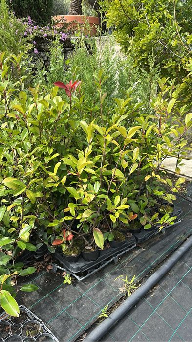 Photinia Red Robin 1L - Alt.50/70CM