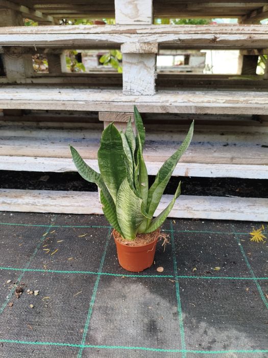 Espada de S. Jorge (Sanseveria Zeylanica) - planta em vaso