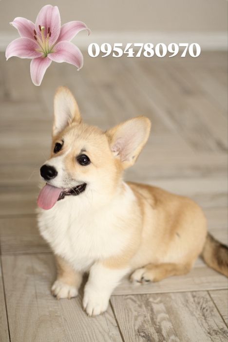 Вельш Корг цуценя хлопчик коргі