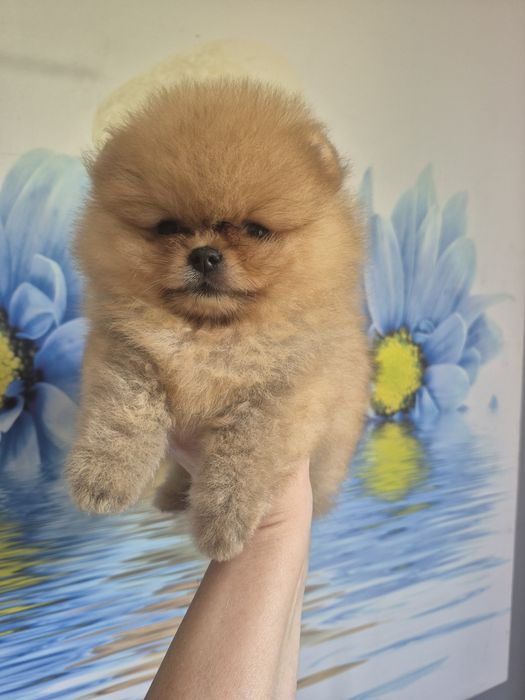 Piekna dziewczinka pomeranian