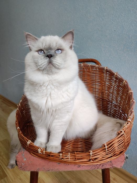 Лилак поинт вязка