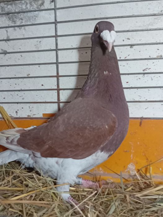 Gołębie Rzeszowskie samce