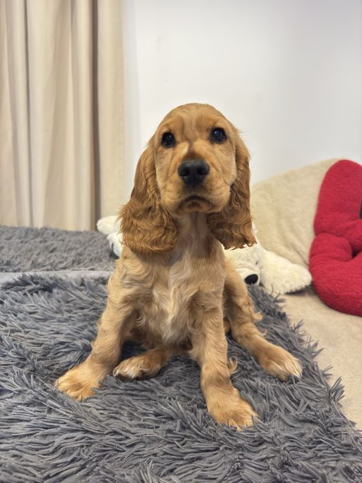 NUGAT szczenię Cocker Spaniel Angielski REZERWACJA