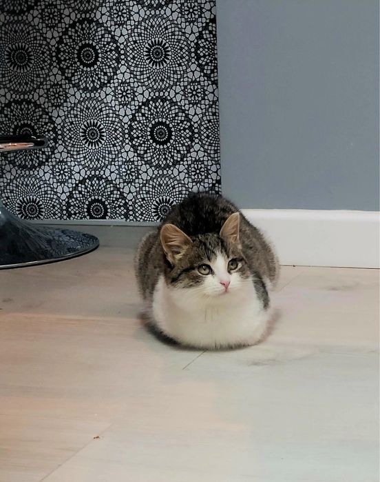 Landrynka szuka spokojnego domu