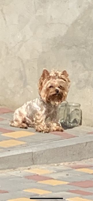 Йоркширский терьер