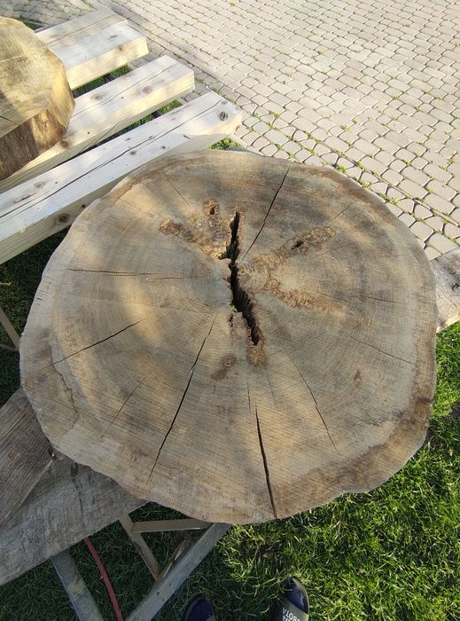 Plaster krążki drewna dąb modrzew jodła
