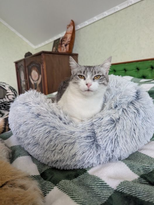 Киця Сурі шукаю дім