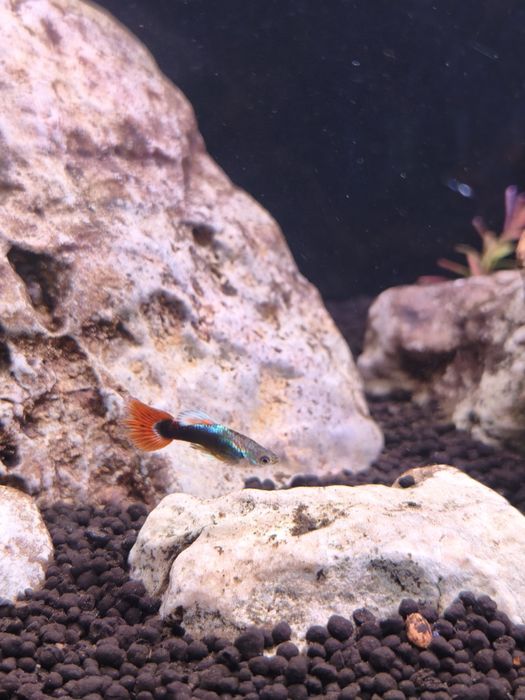 Guppys "blue flame"