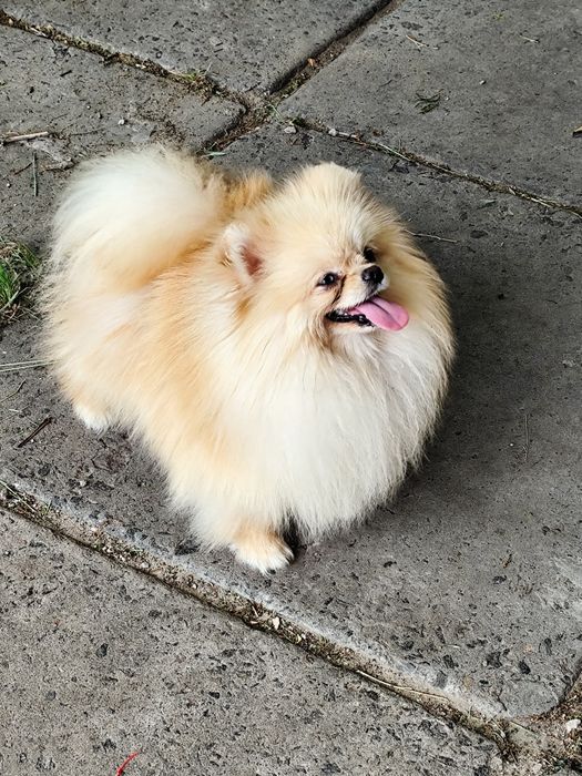 Блакитноокий шикарний ведмедик