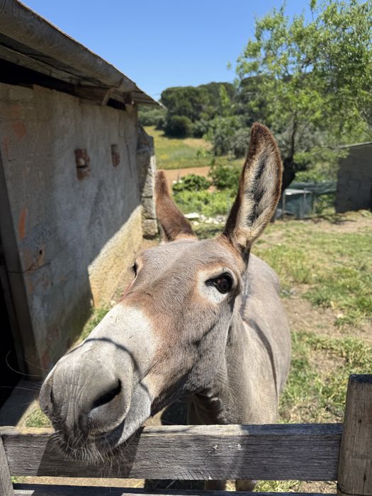 Burro com 2 anos e meio