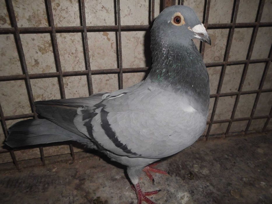 Gołębie pocztowe 2 samice do rozpłodu