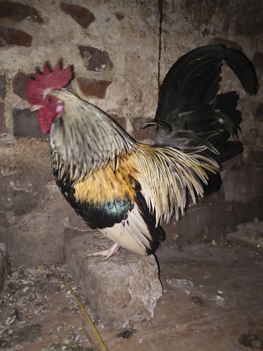 Liliputy  koguciki niebieski i pomarańcz