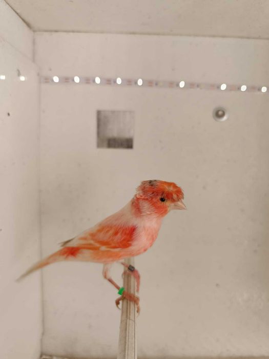 Canário Arlequim Português 2 Machos