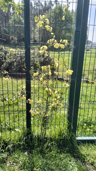 Roseira trepadeira Banks Lutea