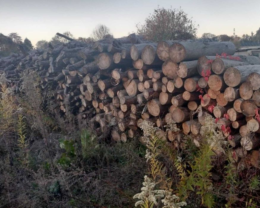 Suche drewno opałowe/kominkowe sosna, dąb, wrzos,