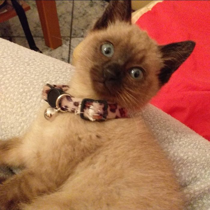 Pet sitting ao domicilio e Dog Walking