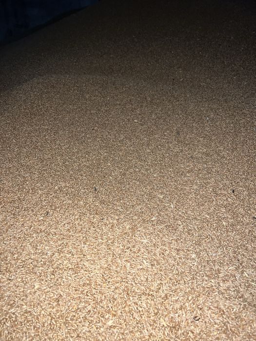 Пшениця на корма