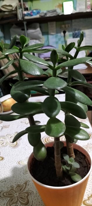 Грошове дерево продам