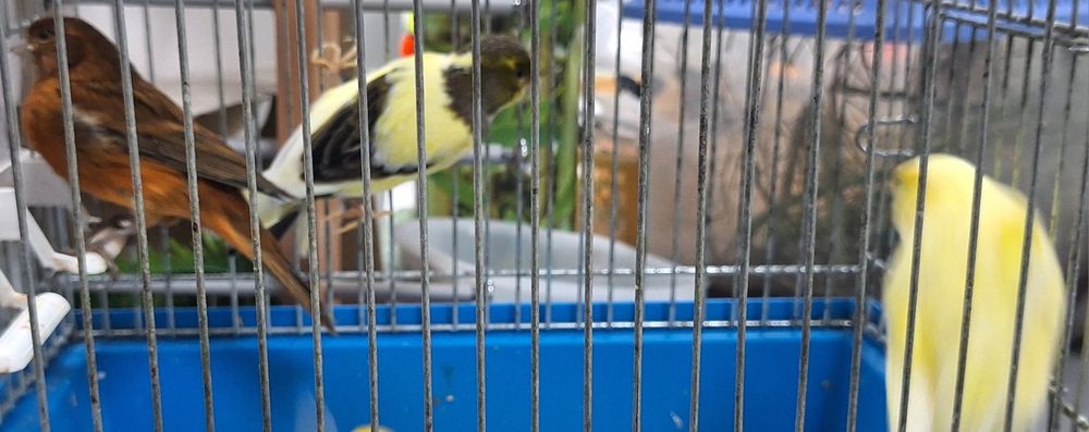 Kanarek kanarki samce