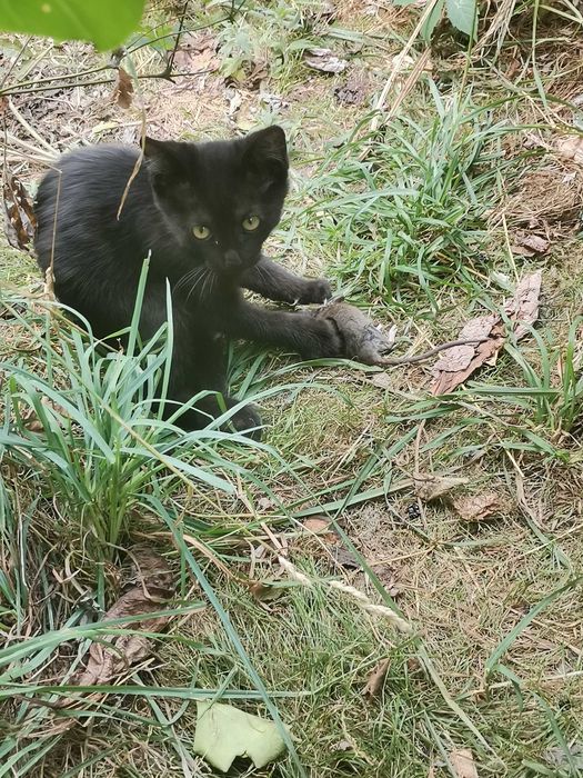 Котята ищут дом.