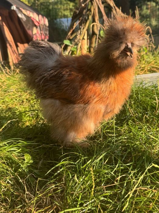 Kogut rasy Silka jedwabista USA