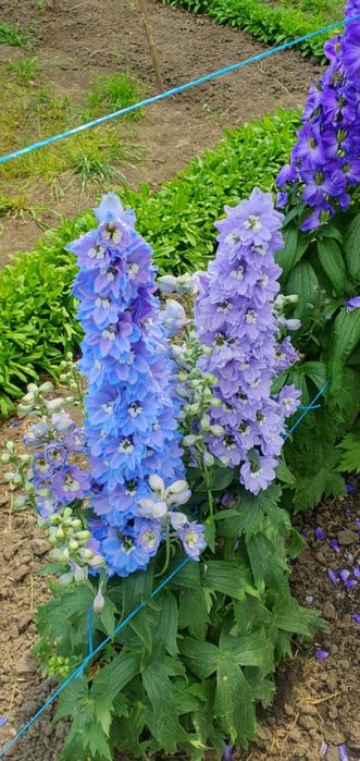 Дельфініум. Насіння 2025 року