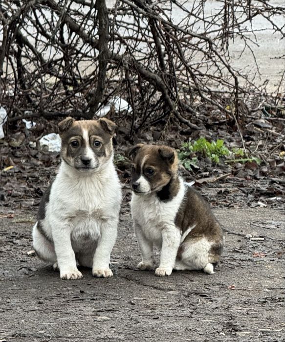 Отдам щенков в хорошие руки
