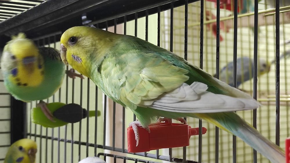 Продам  клетку  укомплектованую