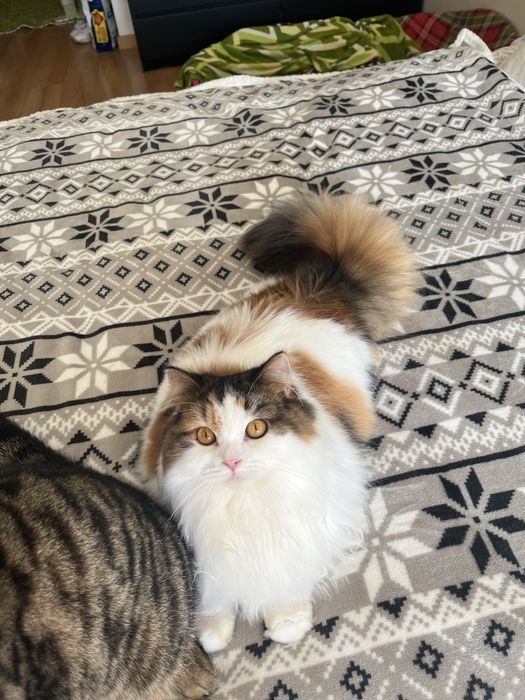 Fêmea Haighland straight/