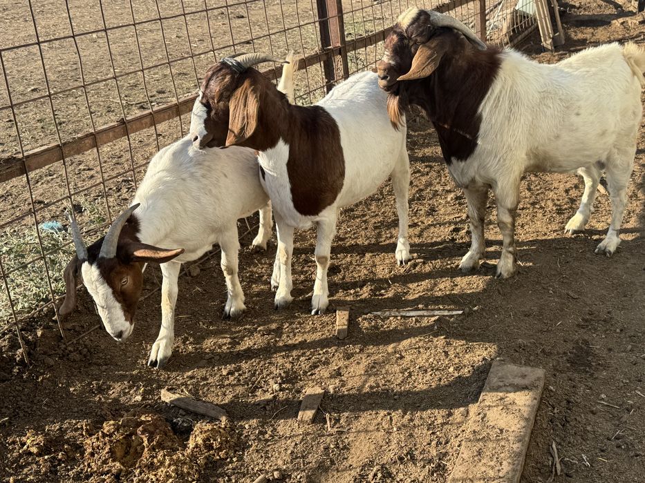 Cabras boer 2 anos