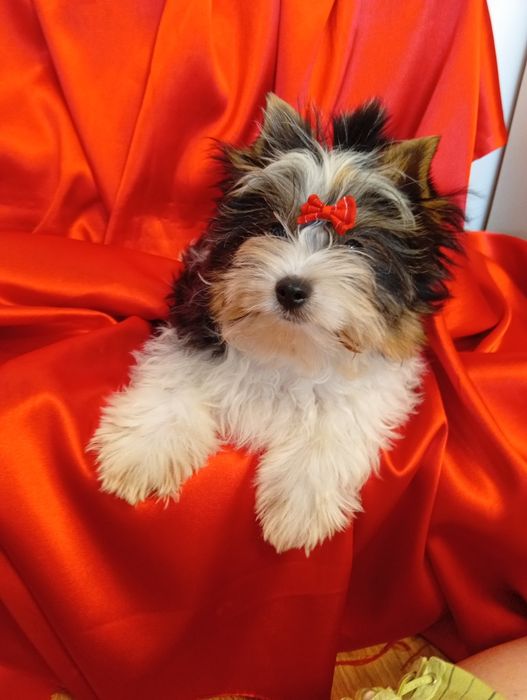 Samczyk Dasti z metryką ZKwP/FCI Biewer Yorkshire terrier.