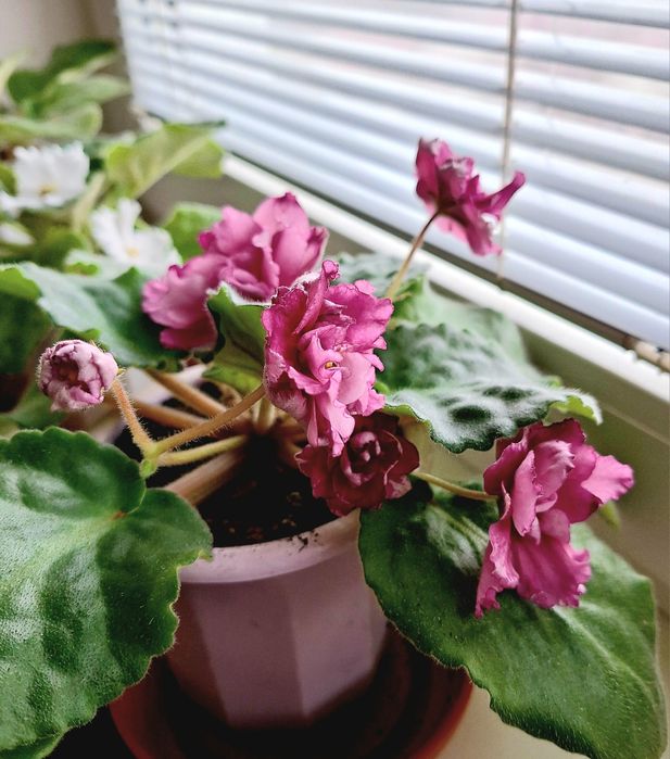 Сенполии фиалки сортовые, цветущие