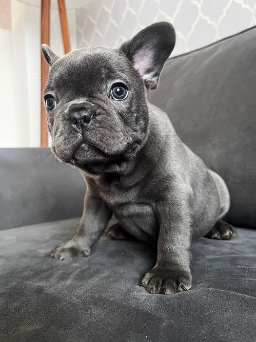 Szczeniak rasy Buldog francuski