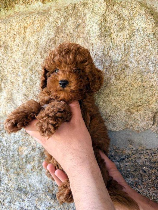 Toy Caniche Macho Menino Disponível