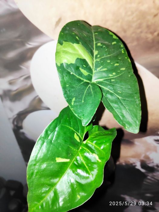 Syngonium Panda - planta de interior