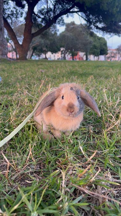 coelho mini loop anao macho