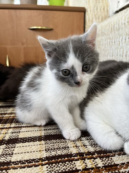 Котик хлопчик шукає сімʼю