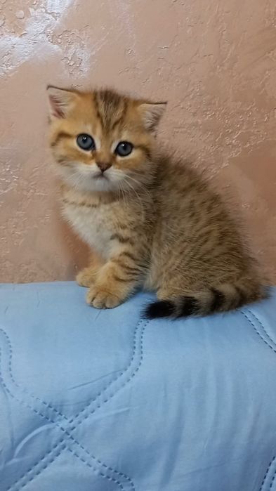 золота шиншила котики