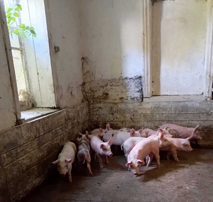 Поросята малі свині