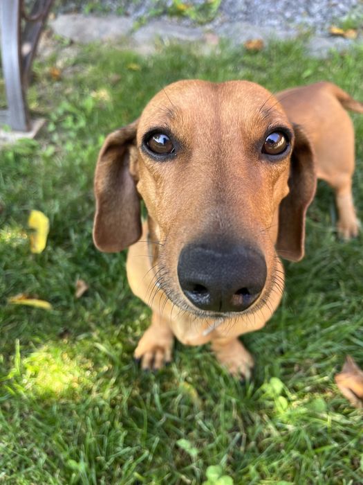 Вязка таксік, 5 рочків