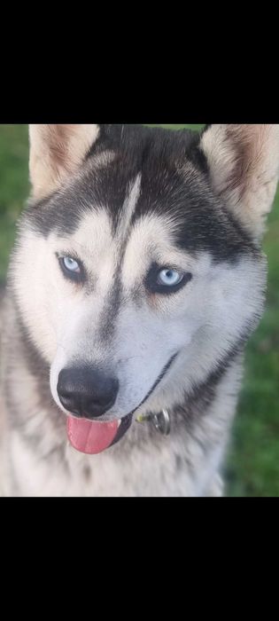 ODDAM Pies Husky Syberian Z Rodowodem 9miesieczny