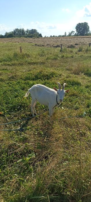 Продам козу дойну и також козенят