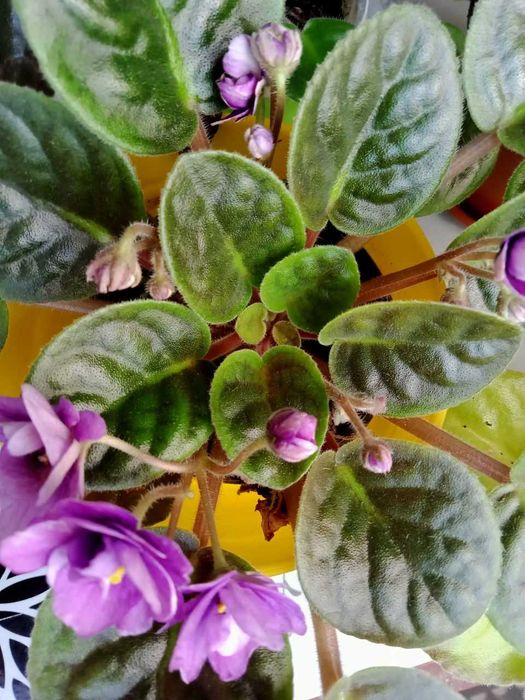 Фіалка , сенполія