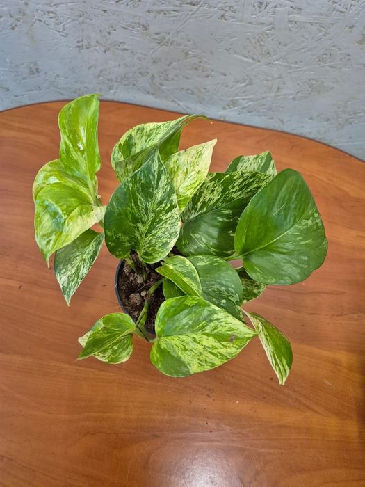 Epipremnum Marble Queen P12 25-30cm WYPRZEDAŻ