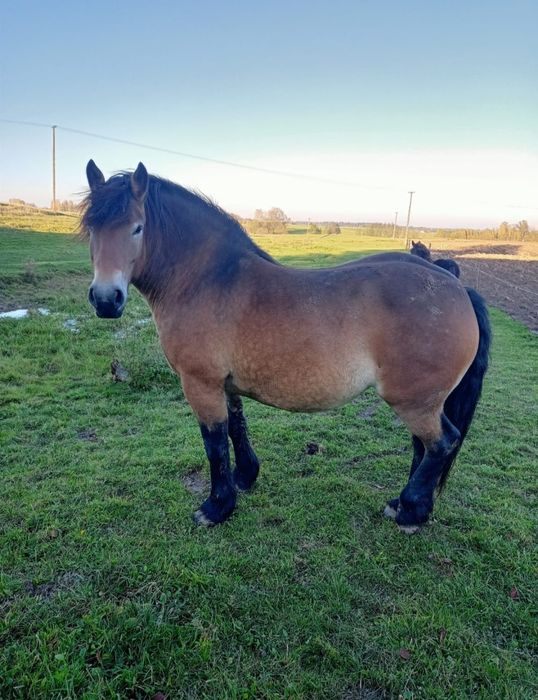 Klacz zimnokrwista źrebna